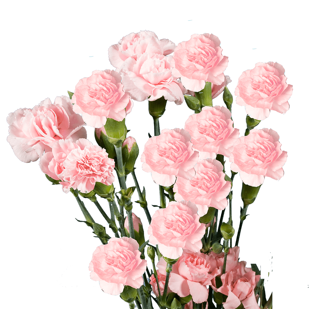 Pink Spray Carnations – Fresh Flower Bouquets