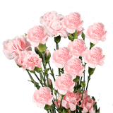 Pink Spray Carnations – Fresh Flower Bouquets