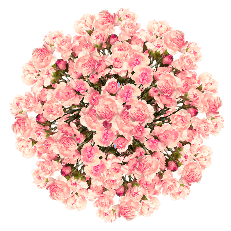 Pink Spray Carnations – Fresh Flower Bouquets