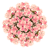 Pink Spray Carnations – Fresh Flower Bouquets