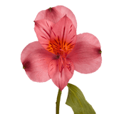 Pink Alstroemeria Stems – 30 Fresh Flower Bouquets