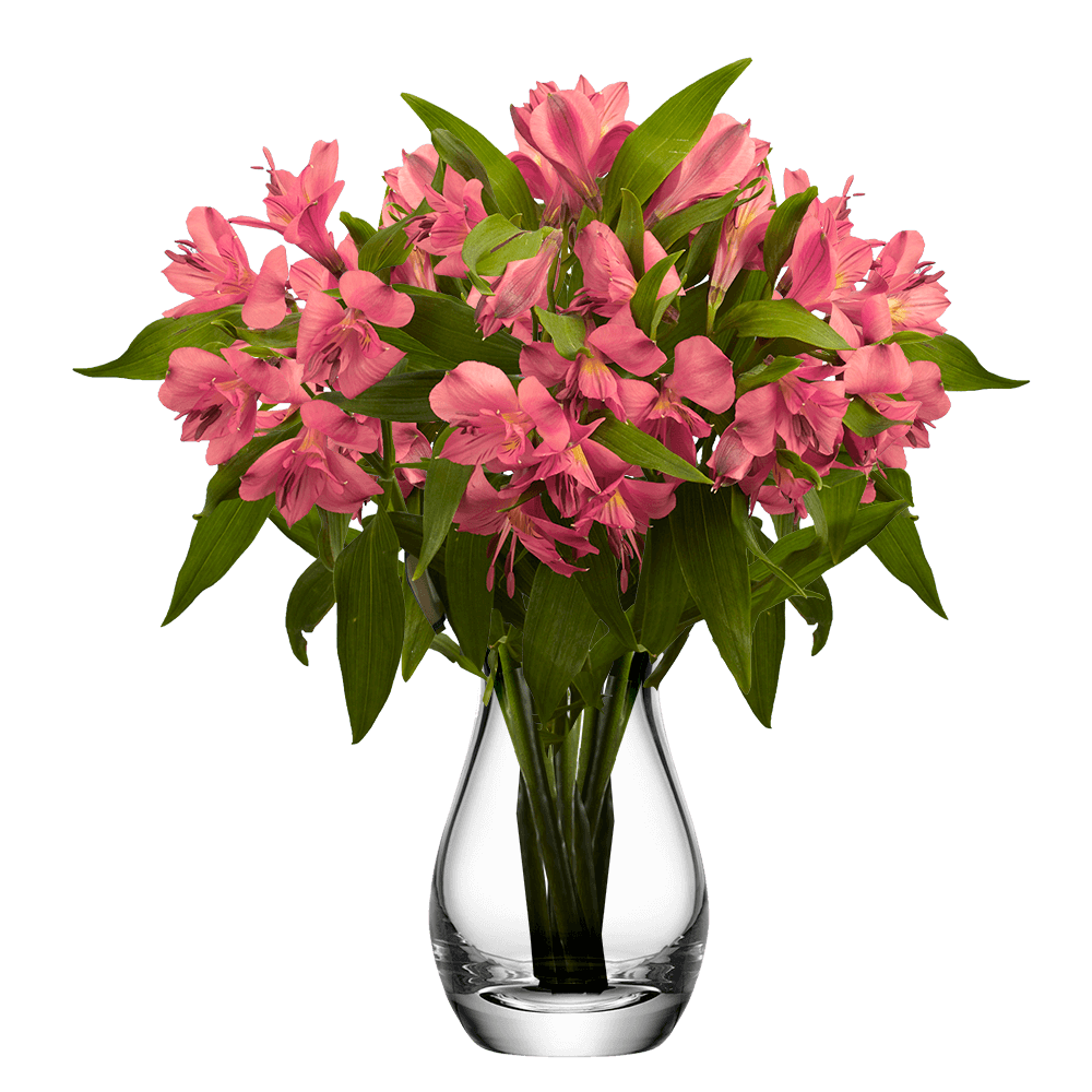 Pink Alstroemeria Stems – 30 Fresh Flower Bouquets