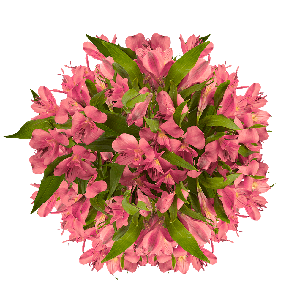 Pink Alstroemeria Stems – 30 Fresh Flower Bouquets
