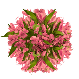 Pink Alstroemeria Stems – 30 Fresh Flower Bouquets