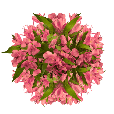 Pink Alstroemeria Stems – 30 Fresh Flower Bouquets
