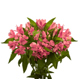 Pink Alstroemeria Stems – 30 Fresh Flower Bouquets