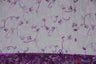 Dahlia Organza Embroidery Polyester Fabric - Embroidered Floral Sheer With Sequins Embellishment, 54" Width (1 Yard)