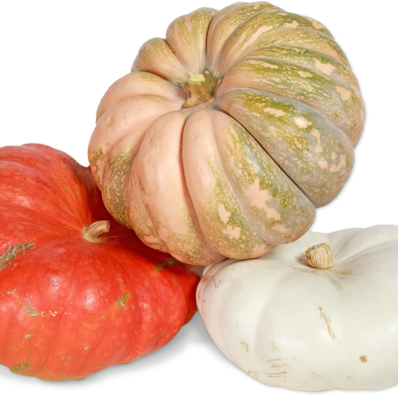 Fall Fantasy Pumpkin Decorative Seasonal Pumpkins - 1 Each