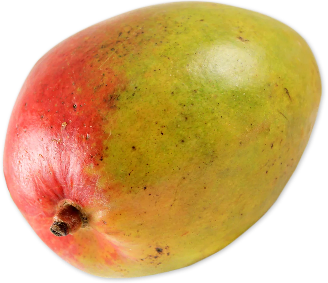 Fresh Mango Sweet Juicy Tropical Fruit for Smoothies Salads Salsas and Desserts