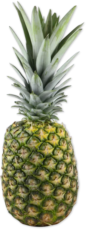 Fresh Pineapple Sweet Juicy Tropical Fruit for Snacking Smoothies Salads and Grilling