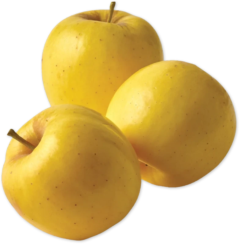 Opal Apple Each Fresh Yellow Sweet Crisp Non Browning Fruit for Snacks