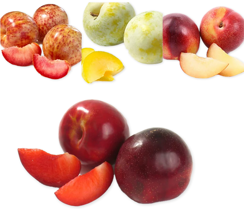 Plumcots Sweet Juicy Plum-Apricot Hybrid Seasonal Summer Fruit