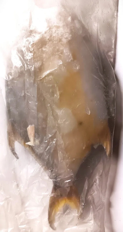 Pompano - lb