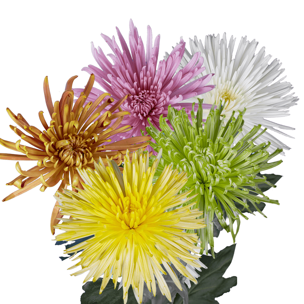 Assorted Colors Fuji Spider Mums Bunches – Fresh Cut Flowers