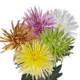 Assorted Colors Fuji Spider Mums Bunches – Fresh Cut Flowers