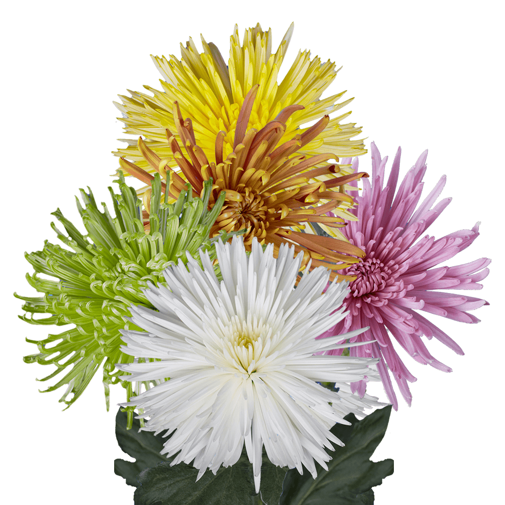 Assorted Colors Fuji Spider Mums Bunches – Fresh Cut Flowers
