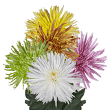 Assorted Colors Fuji Spider Mums Bunches – Fresh Cut Flowers