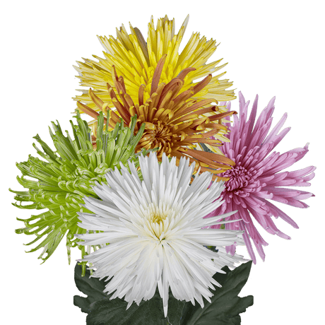 Assorted Colors Fuji Spider Mums Bunches – Fresh Cut Flowers