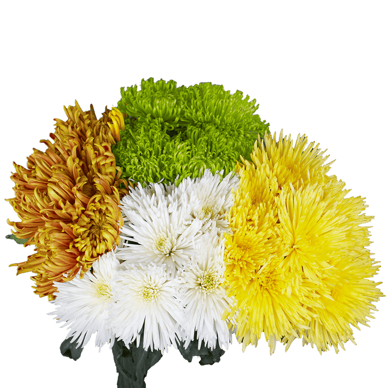 Assorted Colors Fuji Spider Mums Bunches – Fresh Cut Flowers