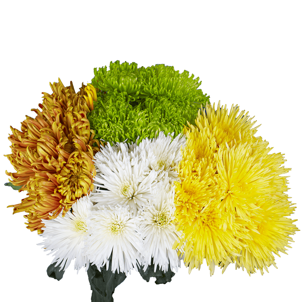 Assorted Colors Fuji Spider Mums Bunches – Fresh Cut Flowers