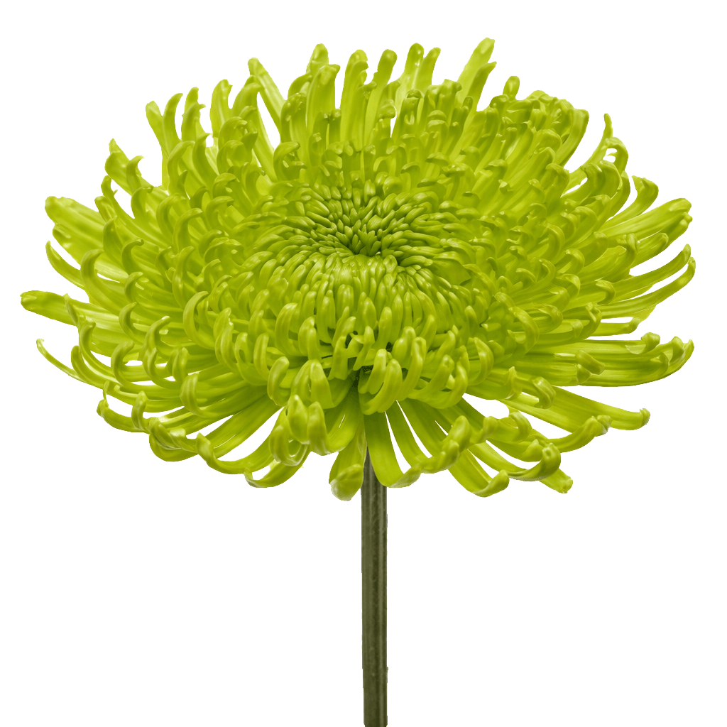 Green Fuji Spider Mums Bunches – Fresh Cut Flowers