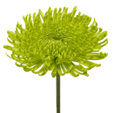 Green Fuji Spider Mums Bunches – Fresh Cut Flowers