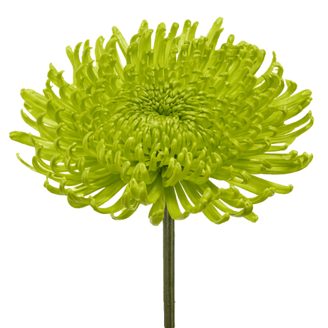 Green Fuji Spider Mums Bunches – Fresh Cut Flowers
