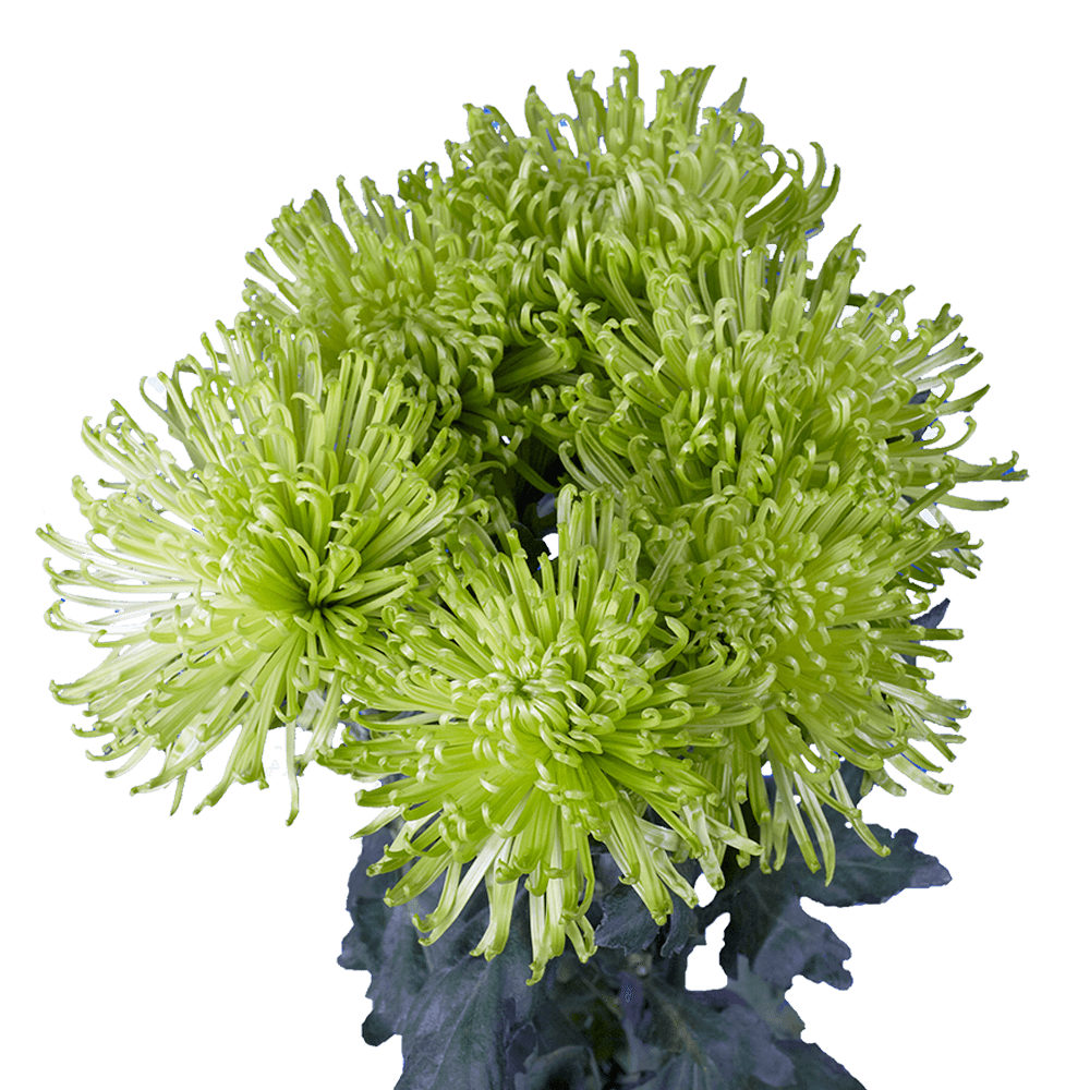 Green Fuji Spider Mums Bunches – Fresh Cut Flowers