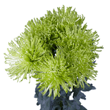 Green Fuji Spider Mums Bunches – Fresh Cut Flowers