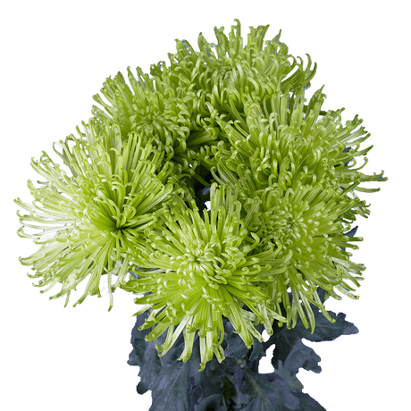 Green Fuji Spider Mums Bunches – Fresh Cut Flowers