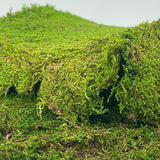 Preserved Sheet Moss Party Decoration