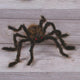 Haunted Living 30-in Posable Hairy Spider Decoration Halloween Prop