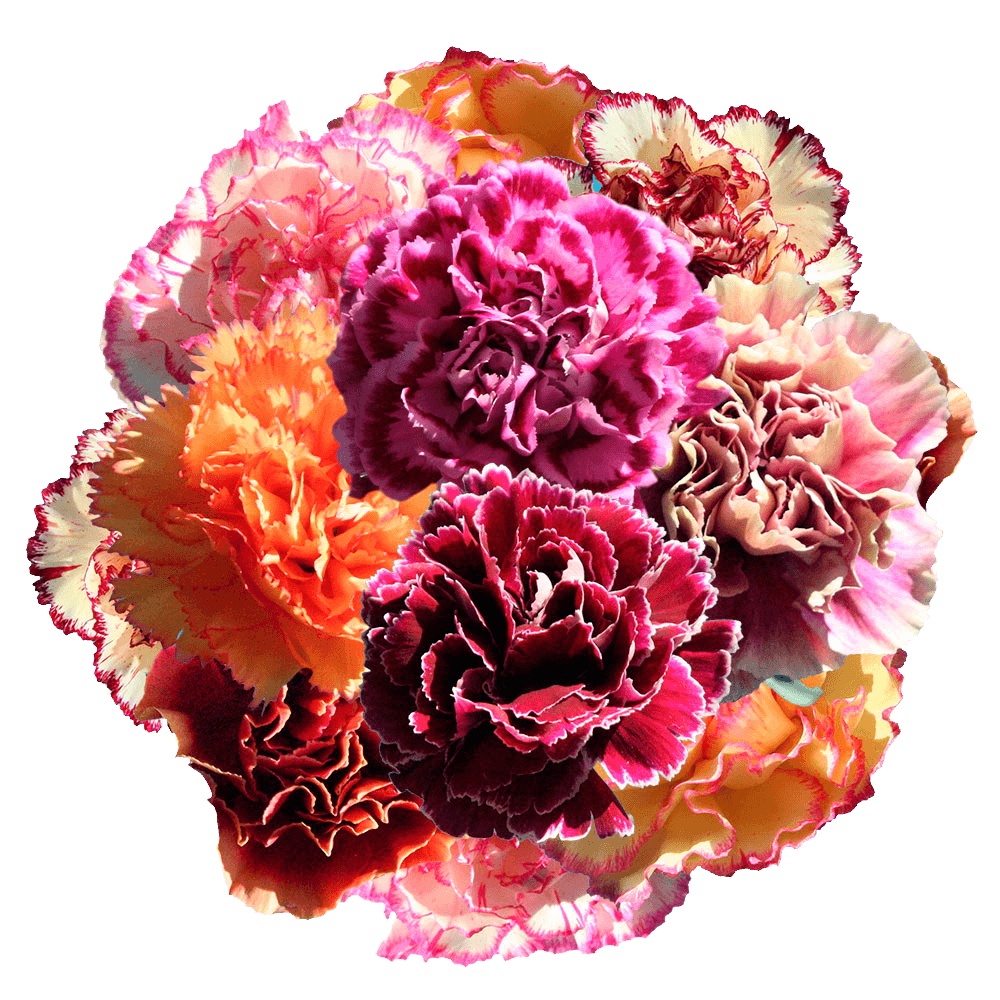 Assorted Bi-Color Carnations – Fresh Flower Bouquets