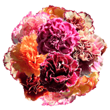 Assorted Bi-Color Carnations – Fresh Flower Bouquets