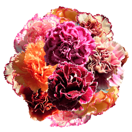 Assorted Bi-Color Carnations – Fresh Flower Bouquets