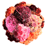 Assorted Bi-Color Carnations – Fresh Flower Bouquets