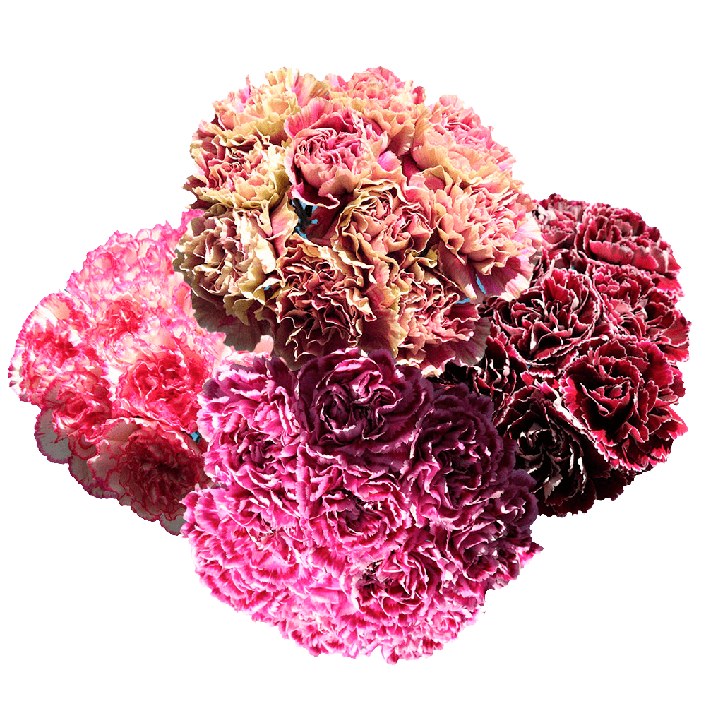 Assorted Bi-Color Carnations – Fresh Flower Bouquets