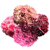 Assorted Bi-Color Carnations – Fresh Flower Bouquets