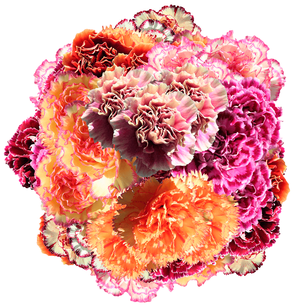 Assorted Bi-Color Carnations – Fresh Flower Bouquets