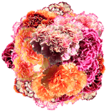 Assorted Bi-Color Carnations – Fresh Flower Bouquets