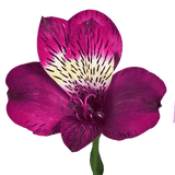 Purple Alstroemeria Stems Flower Bouquets