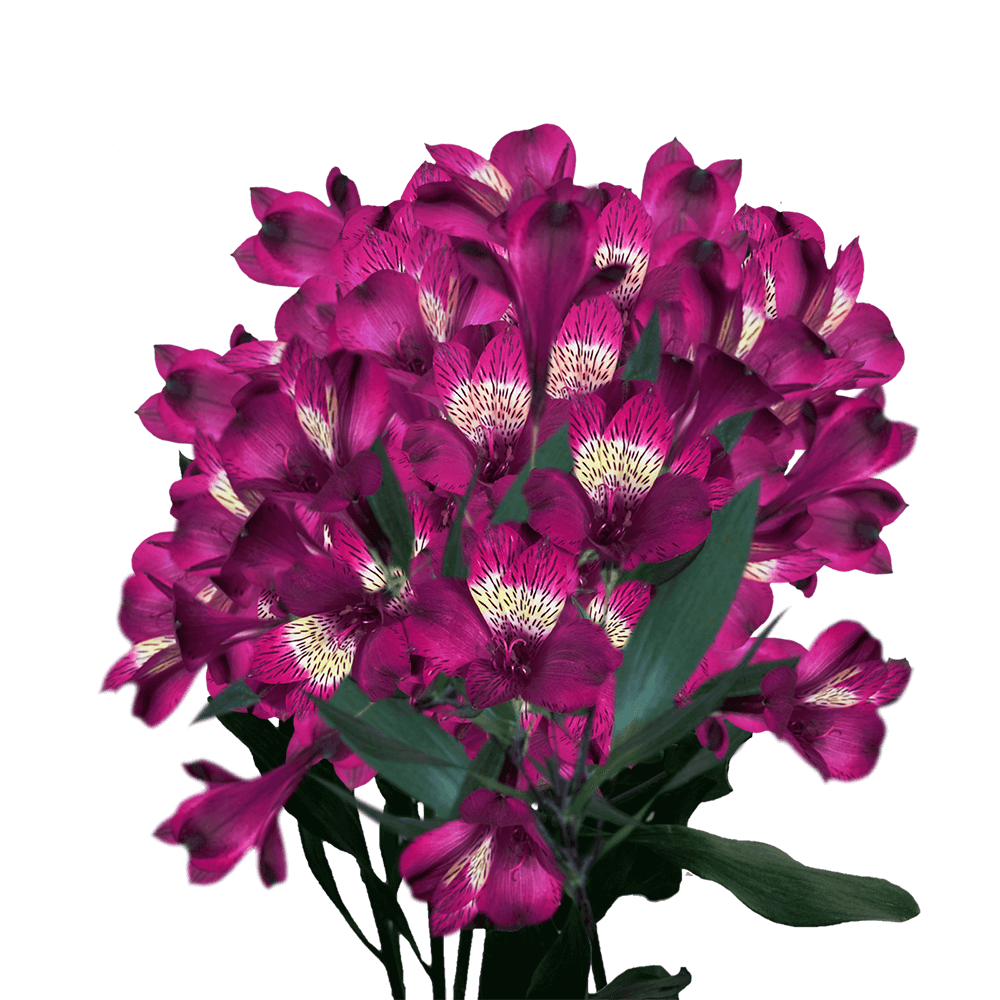 Purple Alstroemeria Stems Flower Bouquets