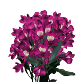 Purple Alstroemeria Stems Flower Bouquets