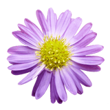 Purple Aster Flowers Fresh Cut Wholesale 60 Stems Pastel Lilac Blooms