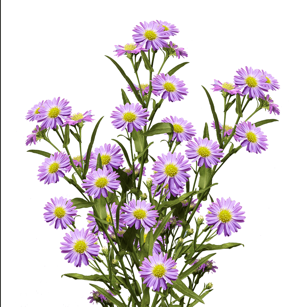 Purple Aster Flowers Fresh Cut Wholesale 60 Stems Pastel Lilac Blooms