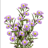 Purple Aster Flowers Fresh Cut Wholesale 60 Stems Pastel Lilac Blooms