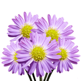 Purple Aster Flowers Fresh Cut Wholesale 60 Stems Pastel Lilac Blooms