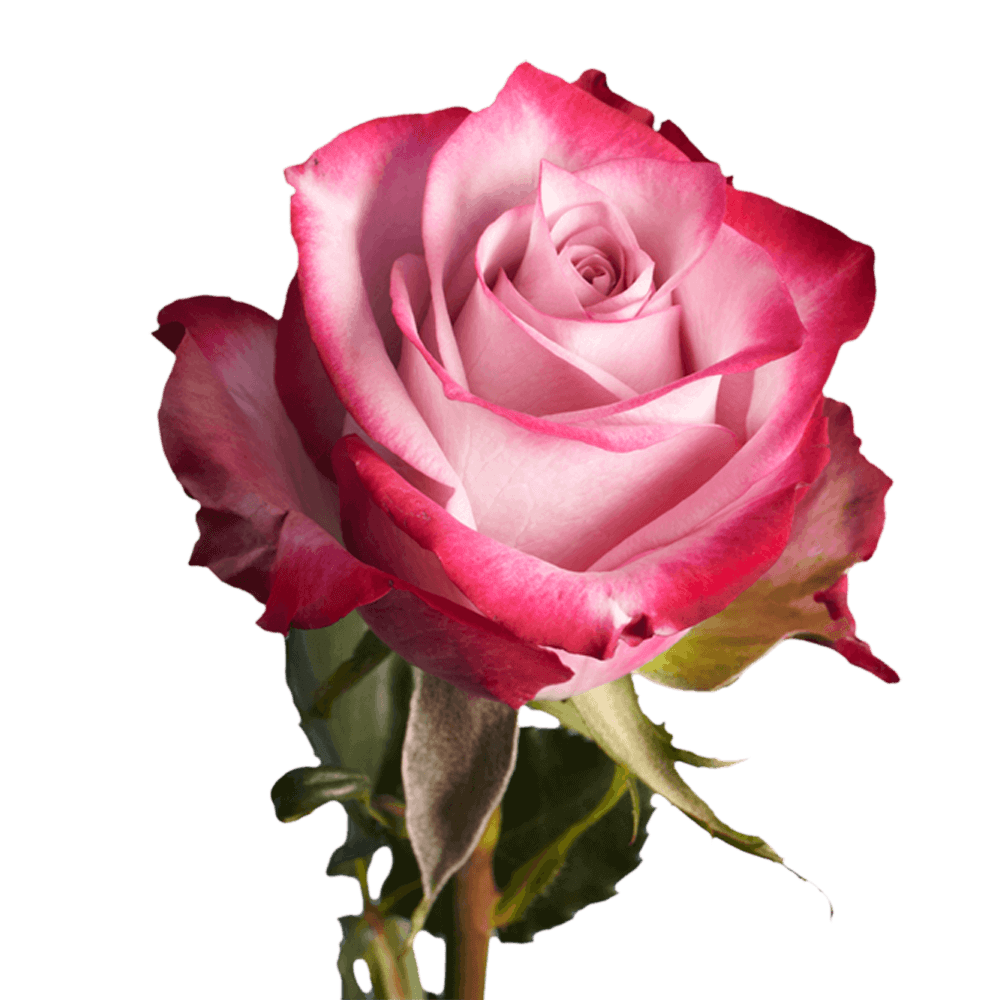 Deep Purple Roses 3 Dozen Fresh Cut Roses with Fillers