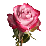 Deep Purple Roses 3 Dozen Fresh Cut Roses with Fillers