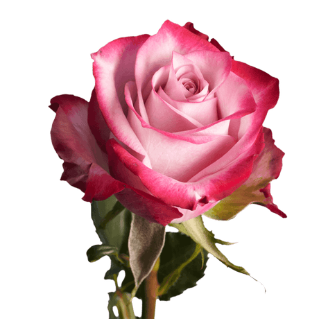 Deep Purple Roses 3 Dozen Fresh Cut Roses with Fillers